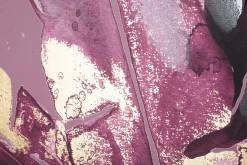 Mauro Ferretti Impression sur toile violet feuilles cm 80x3x120- Panneau Tasseau Bois