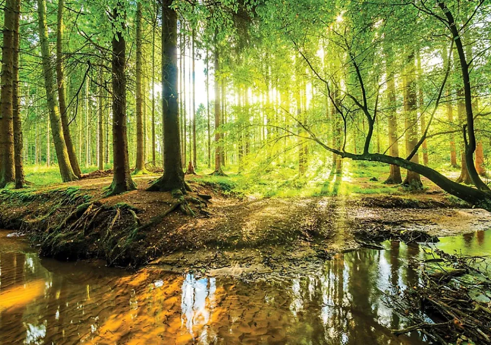 Wallarena Papier Peint Panoramique<Papier Peint Forêt Arbres Vert Nature Intissé Panoramique 350x250 cm - Colle Inclus - Chambre et Salon - Moderne Papier Peint