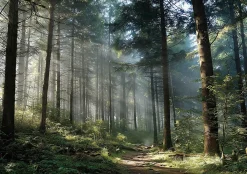 Wallarena Papier Peint Forêt Arbres Nature Intissé Panoramique Pour Chambre Cuisine 350x250 cm- Papier Peint Panoramique