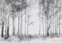 Wallarena Papier Peint Forêt Arbres Noir et blanc Intissé Panoramique Pour Chambre Cuisine 250x175 cm- Papier Peint Panoramique