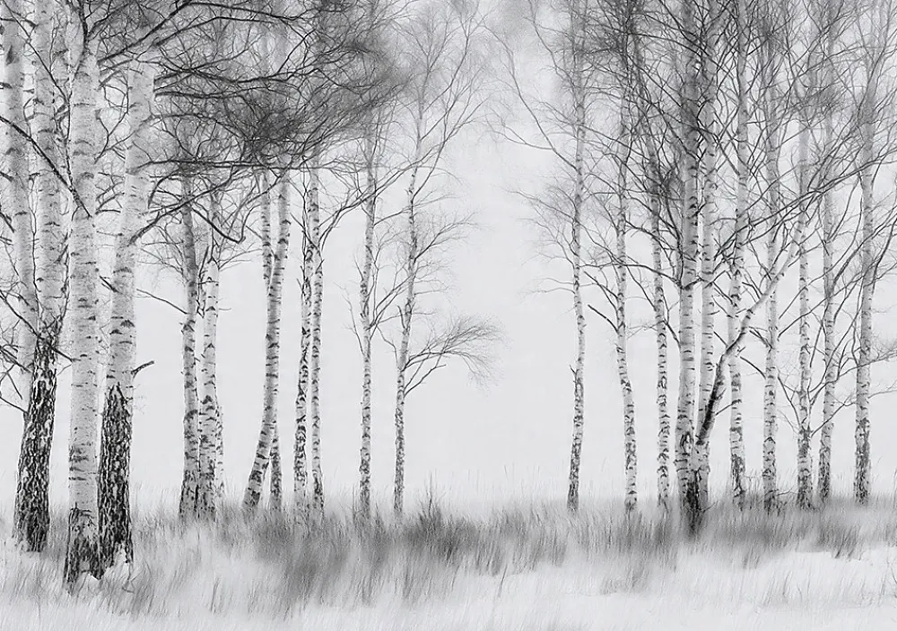 Wallarena Papier Peint Forêt Arbres Noir et blanc Intissé Panoramique Pour Chambre Cuisine 250x175 cm- Papier Peint Panoramique