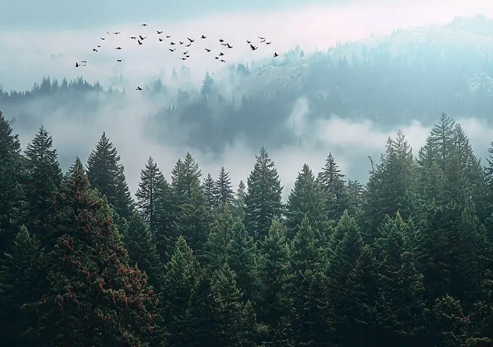 Wallarena Papier Peint Panoramique<Papier Peint Forêt dans la brume Arbres Intissé Panoramique Pour Chambre Cuisine 400x280 cm