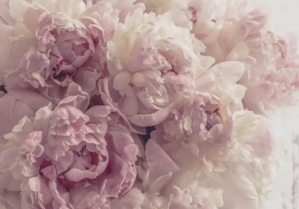 Wallarena Papier Peint Panoramique<Papier Peint Intissé Panoramique Fleurs Pivoines Rose 350x250 cm - Colle Inclus - Chambre et Salon - Moderne Trompe l'oeil