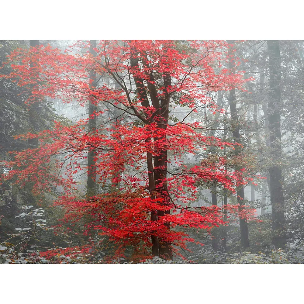 IDPanneaux Papier peint panoramique intissé forêt arbre feuille rouge sur fond gris, 8 lés, L.280 x l.400cm- Papier Peint Panoramique