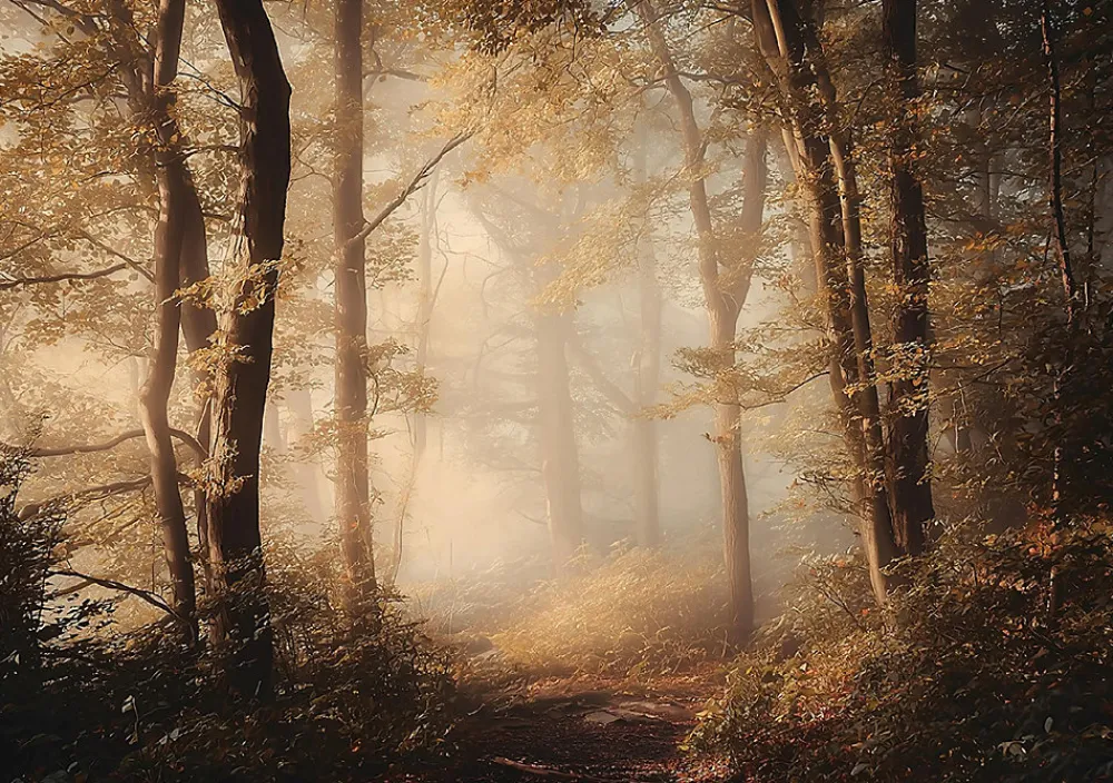 Wallarena Papier Peint Panoramique Intissé Forêt Arbres Brun - 400x280 cm - Papier Peint Chambre et salon- Papier Peint Panoramique