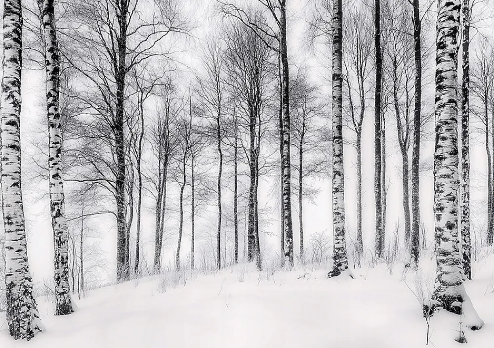 Wallarena Papier Peint Panoramique Intissé Noir et blanc Forêt 350x250 cm - Colle Inclus - Moderne XXL Papier Peint por Chambre Salon- Papier Peint Panoramique